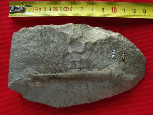 Ammonite hétéromorphe - , du