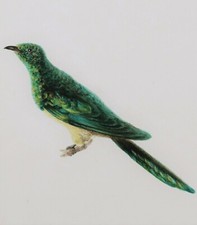 Dessin ancien aquarelle oiseau