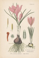 Real De Safran (Crocus Vernus)