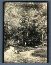 Petite brouette  Vintage