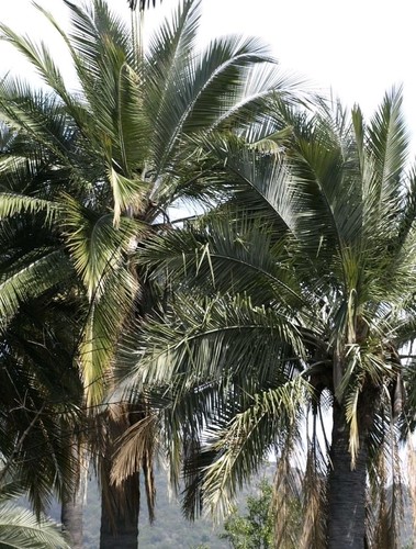 Jelly pindo palm tree - tree, seeds