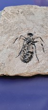 fossile,Insecte,Cabinet De
