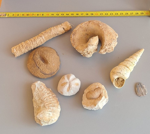 Lot fossiles trilobite - lot,