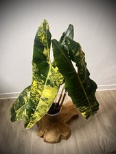 Bouture philodendron