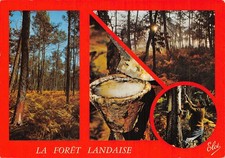 40 LA FORET LANDAISE
