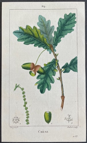 Flore médicale chêne - flore,