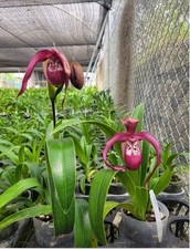 Phragmipedium Ecuagenera Gigi
