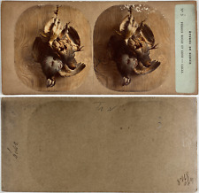 Étude de Gibier: Perdrix