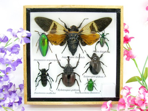 Insectes exotiques réel - insectes,