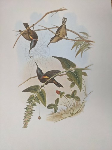 1969 oiseau imprimé loten - oiseau,