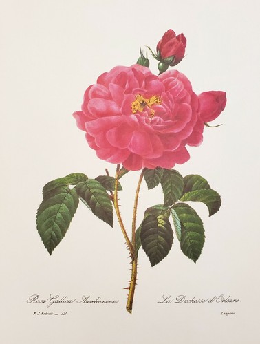 Redoute Pierre Joseph