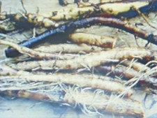 5 BOUTURES de Consoude officinale (grande consoude)