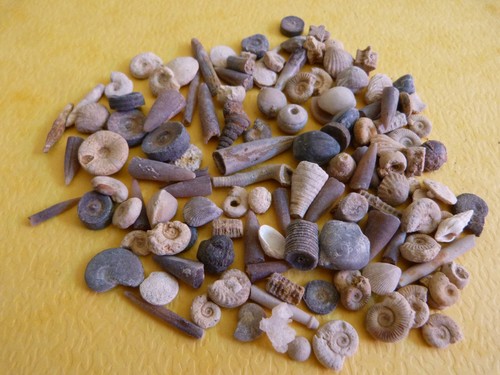 Lot 100 microfossiles - lot,