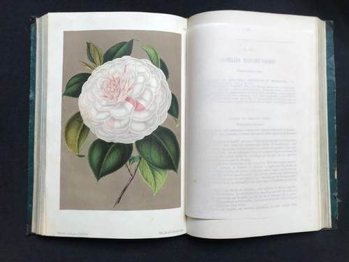 1872 illustration horticole - 1872, l'illustration