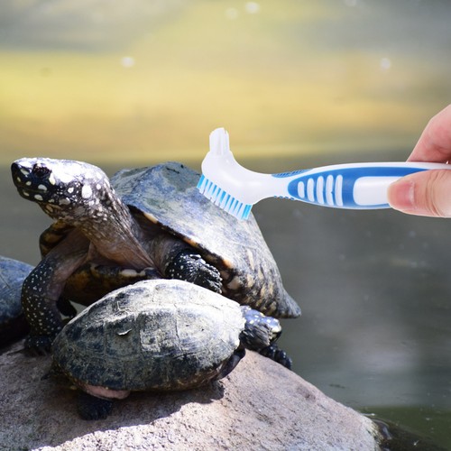 Nettoyage carapace tortue - de,