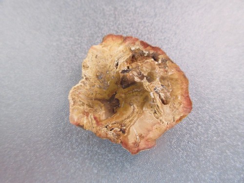 Madagascar petrified wood - madagascar,