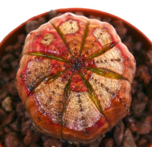 Euphorbia obesa red brown - obesa,