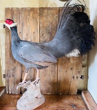 Perfect Bird taxidermy 1960 Enterely Restored.