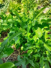 1000 graines de laitue à couper radichetta