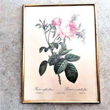 Gravure rosa centifolia foliacea pj redoute pinx de remond encadrée