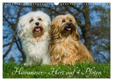 Bichon havanais - un cœur à