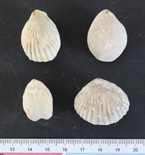 Brachiopodes Bathonien Normandie