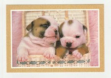CHIOT carte postale n° FPA 0040 CHIEN CHIENS CHIOTS CORBEILLE