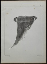 1839 - Planche d'anatomie &