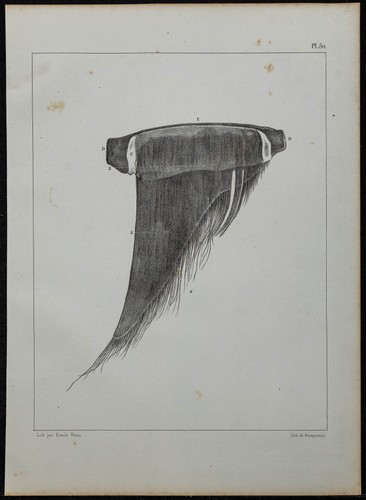 1839 planche anatomie - 1839, d'anatomie