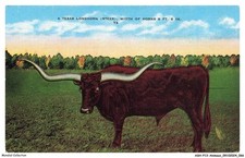 ASHP13-0825-ANIMAUX - A TEXAS