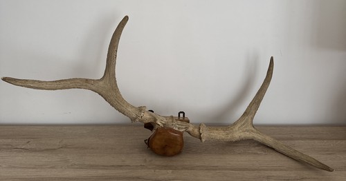 Paire bois cerf - bois,