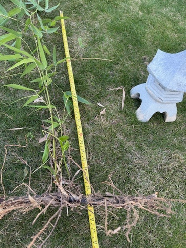 Bamboo root with - leaf, 30