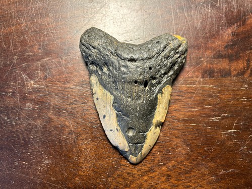 Dent megalodon fossile - , 100%