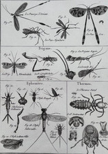 Gravure ancienne Panorpe