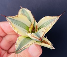 Agave titanota - 1,