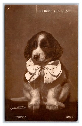 Rppc cute puppy saint - rppc,, bernard