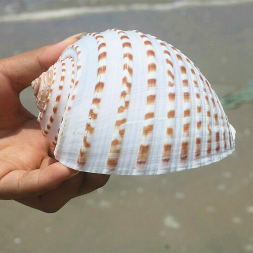 12cm naturel conque aquarium - conque,