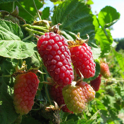 Rubus fruticosus buckingham - rubus,