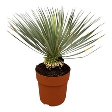 Yucca Rostrata sur tige