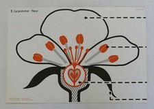 Les plantes croquis géants - plantes,,