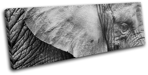 Elephant wild animals single - wild,