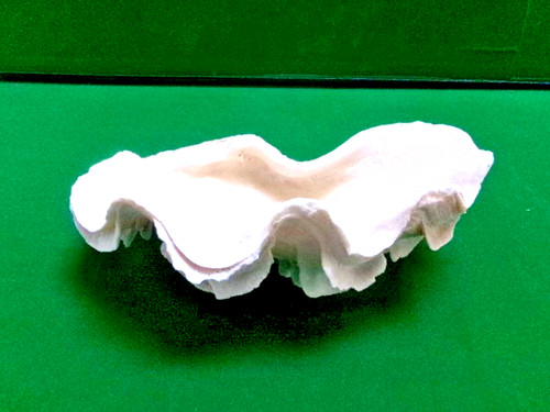 Ancien coquillage bénitier - ancien,