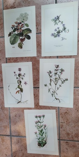 Botanique lot planches - -, en