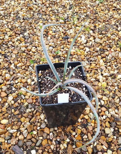 Yucca baccata ssp - ,