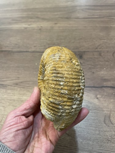 Grande ammonite fossile - grande,
