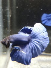 COMBATTANT MALE BLEU - BETTA MALE BLEU  -  WELTAIL BLUE