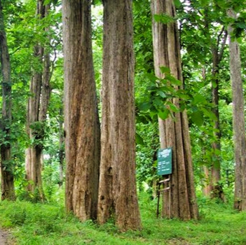 Teak tree seedss - teak,