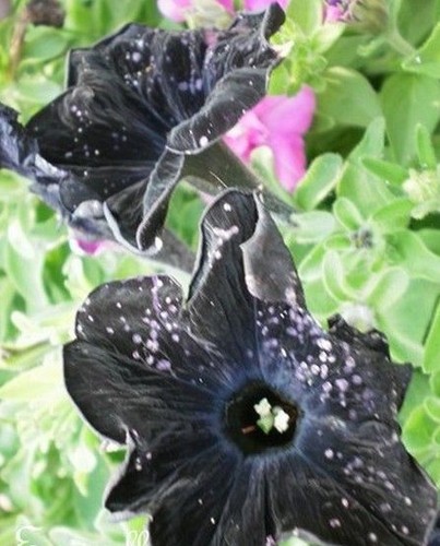 Surfinia pétunia noir - surfinia, 'noir'
