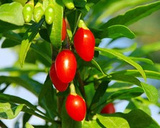 15 graines de GOJI ANTIOXYDANT ( Lycium Barbarum ) H417 SEEDS SEMENTES  SEMILLAS