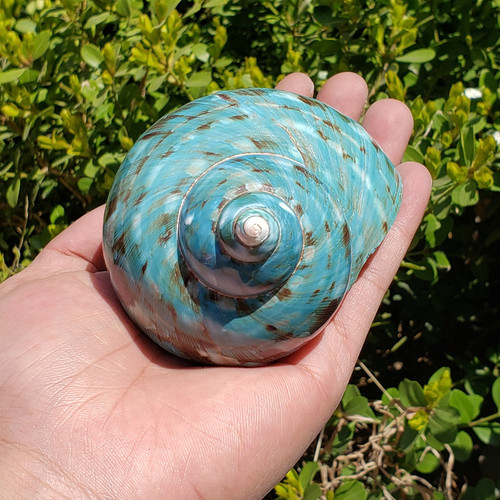 1pc mer snail - 1pc,